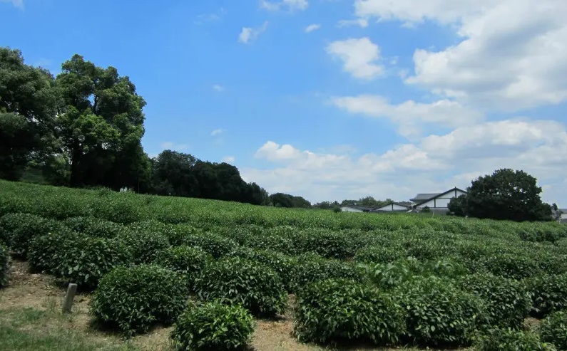 Desa Meijiawu  awalnya hanya sebuah desa miskin dengan sejarah lebih dari enam ratus tahun