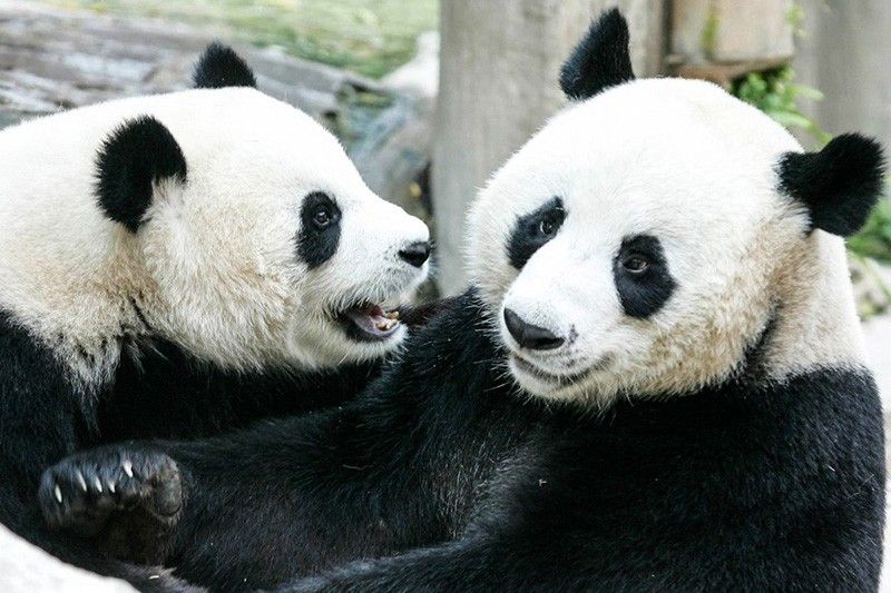 “Lin Hui” telah memberikan banyak kegembiraan kepada masyarakat Thailand dan memainkan peran positif dalam kerja sama perlindungan