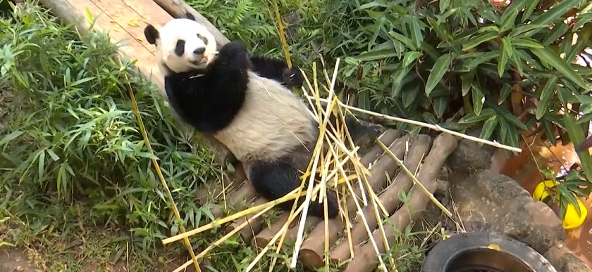 Dua Panda itu bernama Gong Gong dan Shun Shun
