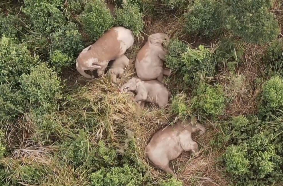 Pertama kalinya terlihat sekawanan gajah muncul di konservasi satwa liar di Kabupaten Ning&#039;er di Provinsi Yunnan